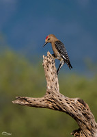 Gila Woodpecker