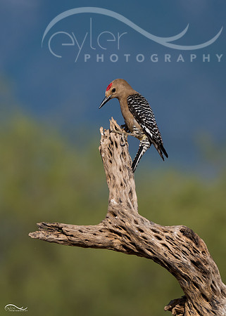 Gila Woodpecker