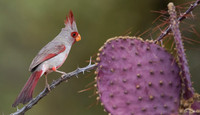Pyrrhuloxia (male) and prickly pear cactus