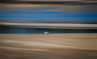 Hunting Coyote