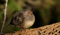 Pregnant female Gambel's Quail