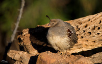 Pregnant female Gambel's Quail