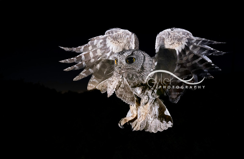 Screech Owl with 5 spot hawk moth