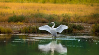 Trumpeter Swan at Potter Marsh