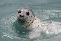 Harbor Seal