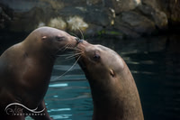 Steller Sea Lions: a love/hate relationship