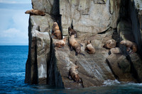 Steller Sea Lions, Kenai Fjords, Gulf of Alaska