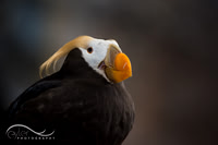 Tufted Puffin