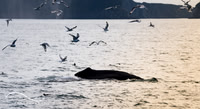 Humpback Whale, Kenai Fjords, Alaska