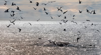 Humpback Whale, Kenai Fjords, Alaska