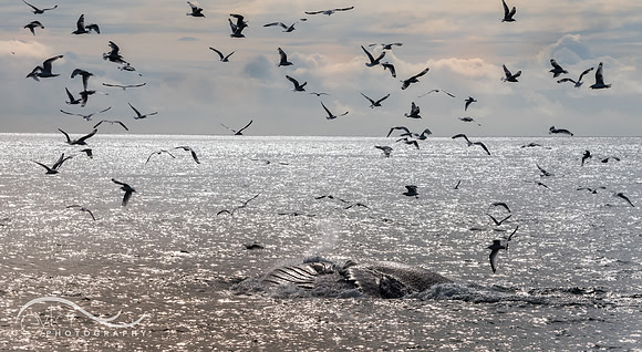 Humpback Whale, Kenai Fjords, Alaska