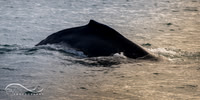 Humpback Whale, Kenai Fjords, Alaska