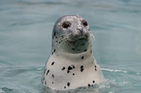 Harbor Seal, Alaska