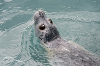 Harbor Seal, Alaska
