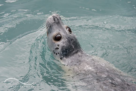 Harbor Seal, Alaska