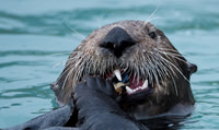 Sea Otter, Alaska