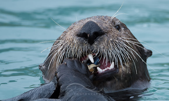 Sea Otter, Alaska