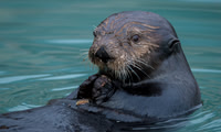 Sea Otter, Alaska