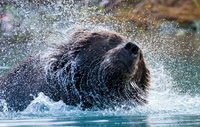 Bears