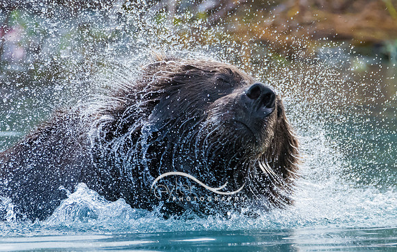 Brown Bear in Lake Clark NP