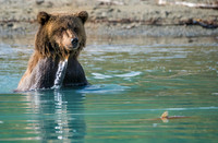 Brown Bear eyes a salmon in Lake Clark NP