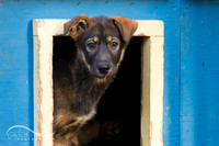 Fun with Iditarod Dogs in Alaska