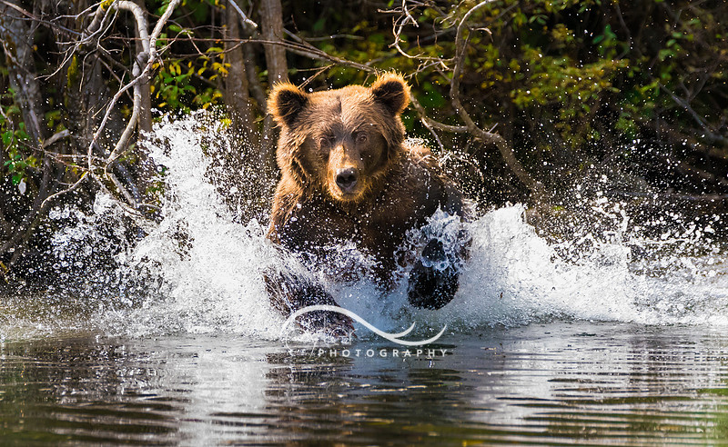 Brown Bear in Lake Clark NP