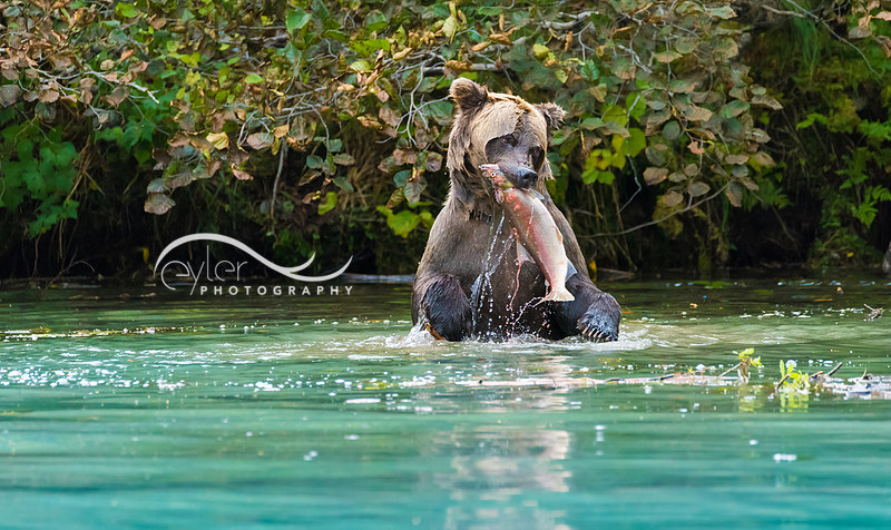 Brown Bear in Lake Clark NP
