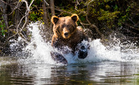 Brown Bear in Lake Clark NP