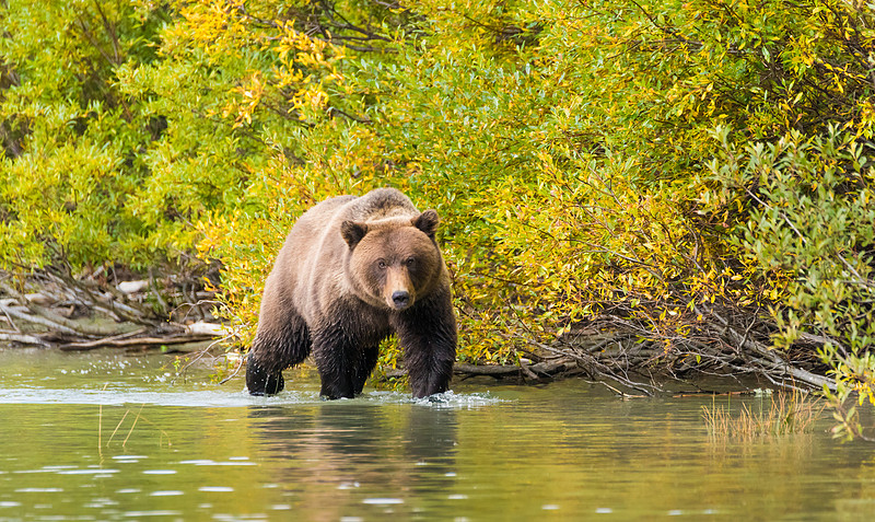 Brown Bear in Lake Clark NP