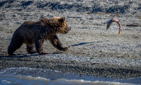 Brown Bear Cub with Fish