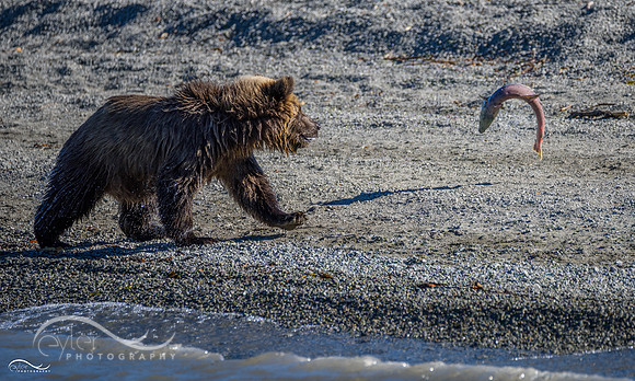 Brown Bear Cub with Fish
