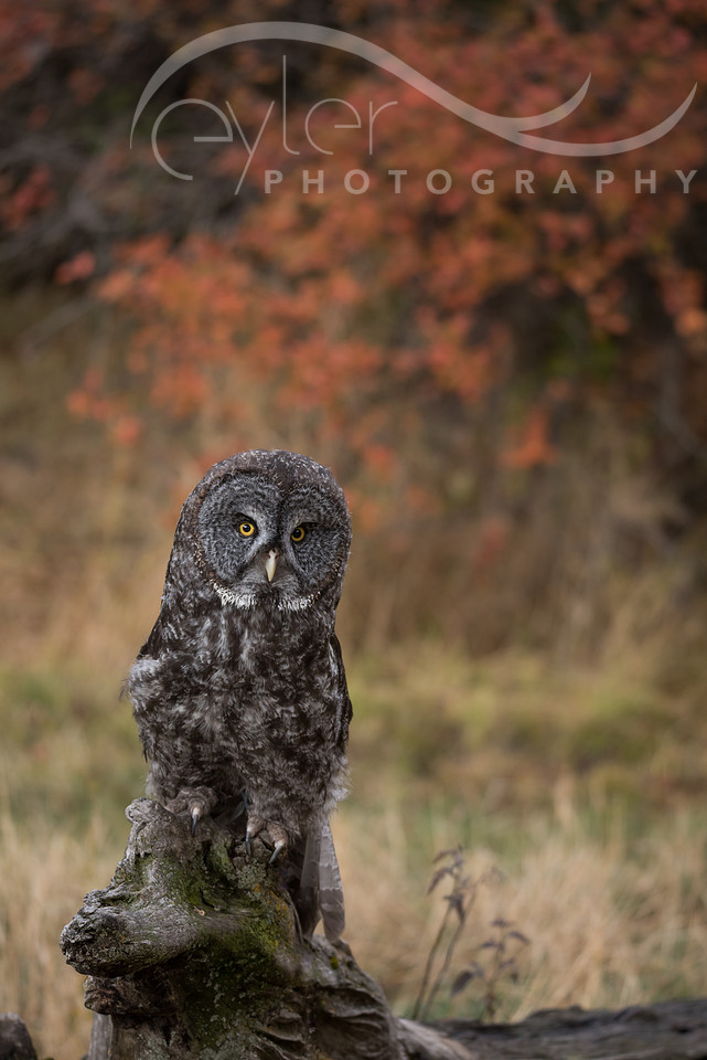 Great Grey Owl