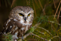Saw Whet Owl