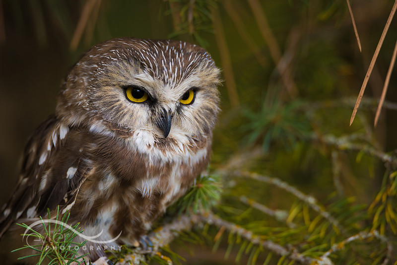 Saw Whet Owl
