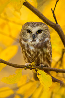 Saw Whet Owl