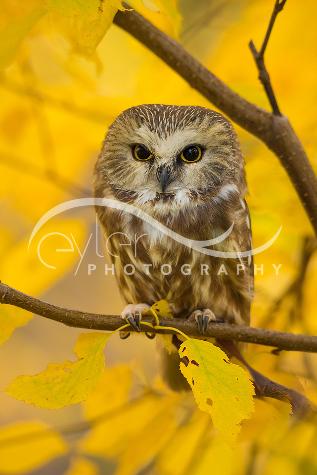 Saw Whet Owl