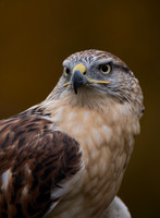 Ferruginous Hawk