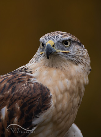 Ferruginous Hawk