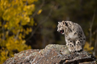 Snow Leopard Cub