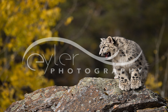 Snow Leopard Cub