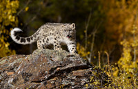 Snow Leopard Cub