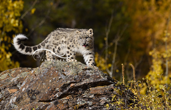 Snow Leopard Cub
