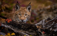 Siberian Lynx