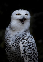 Wildlife...with Feathers