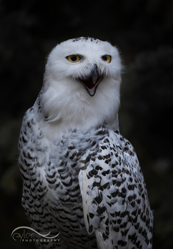 Snowy Owl