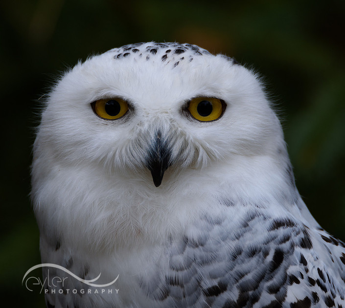Snowy Owl