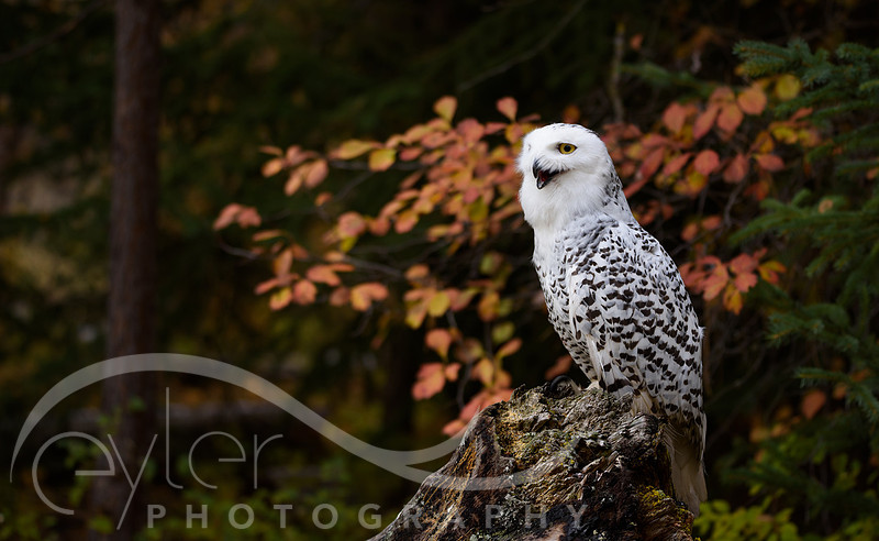 Snowy Owl