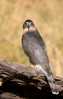 Coopers Hawk