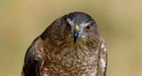 Coopers Hawk